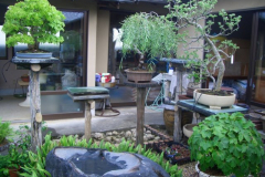 bonsai-japon-054
