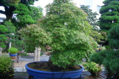 bonsai-japon-055