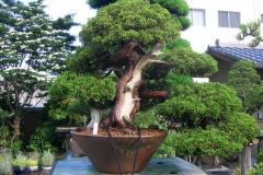 bonsai-japon-058