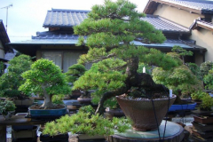 bonsai-japon-059