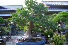 bonsai-japon-061