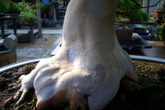 bonsai-japon-062