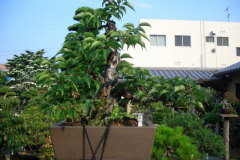 bonsai-japon-063