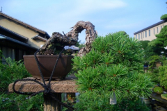bonsai-japon-064