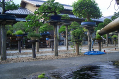 bonsai-japon-066
