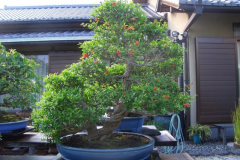 bonsai-japon-068