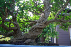 bonsai-japon-069