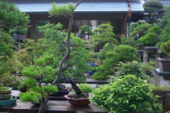 bonsai-japon-072