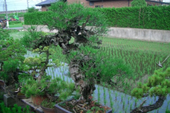bonsai-japon-074