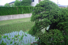 bonsai-japon-075