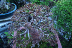 bonsai-japon-077