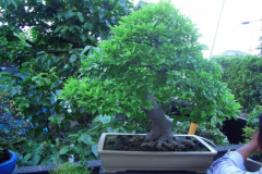 bonsai-japon-078
