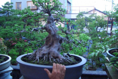bonsai-japon-081