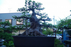 bonsai-japon-082