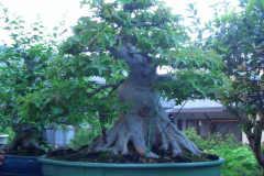 bonsai-japon-083