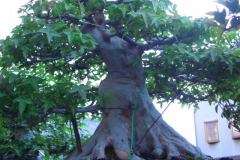bonsai-japon-084