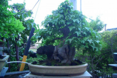 bonsai-japon-085