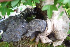 bonsai-japon-086