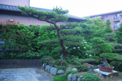 bonsai-japon-087