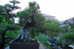 bonsai-japon-088
