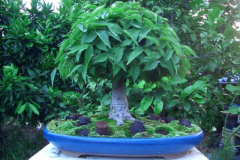 bonsai-japon-089