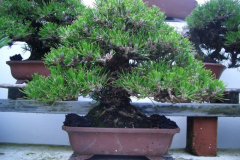 bonsai-japon-095