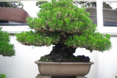 bonsai-japon-096