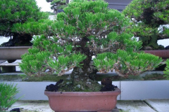 bonsai-japon-097