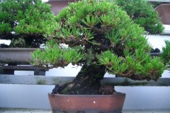 bonsai-japon-098