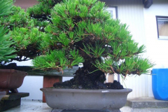 bonsai-japon-099