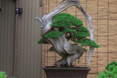 bonsai-japon-123