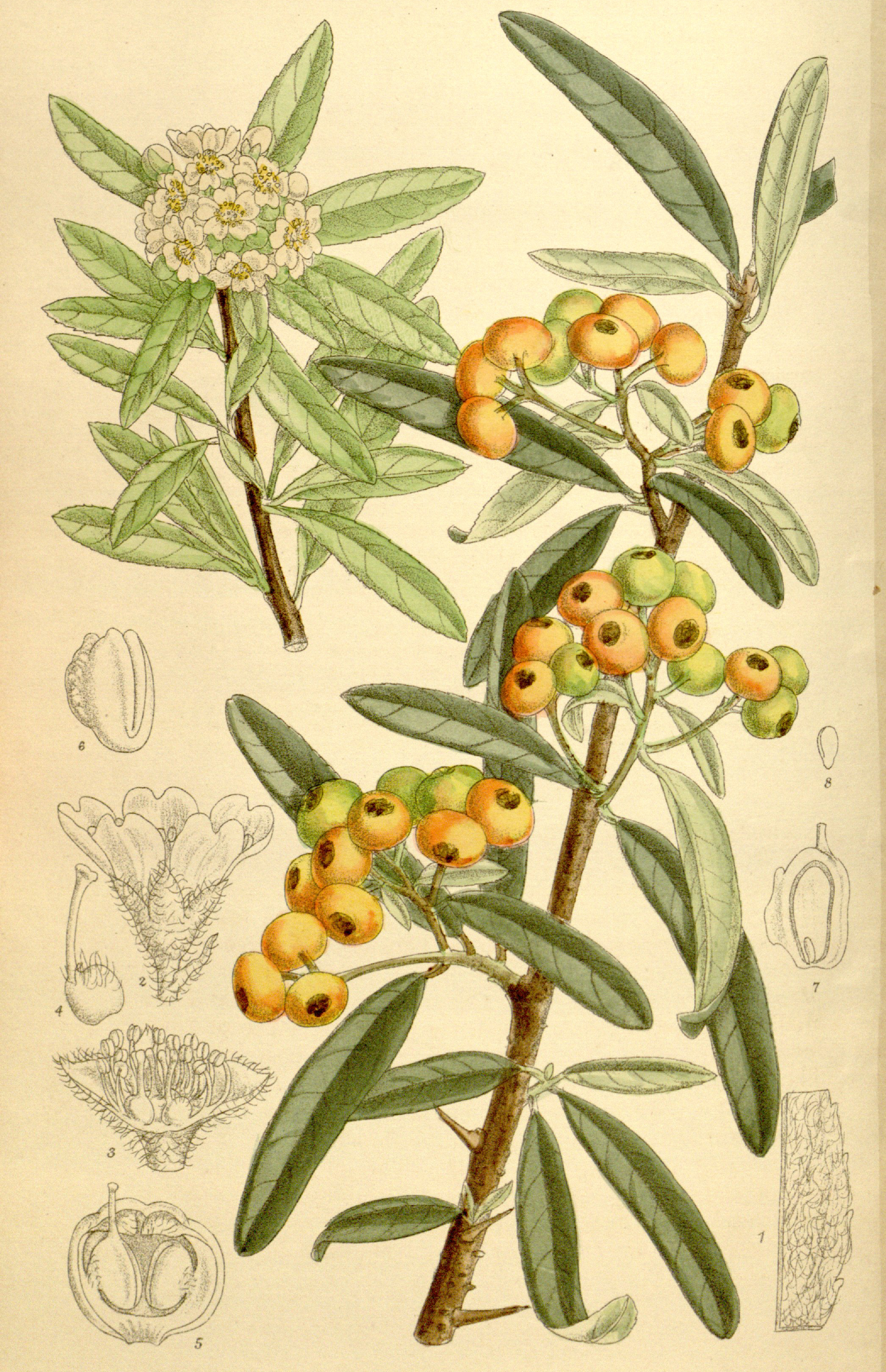 Pyracantha angustifolia