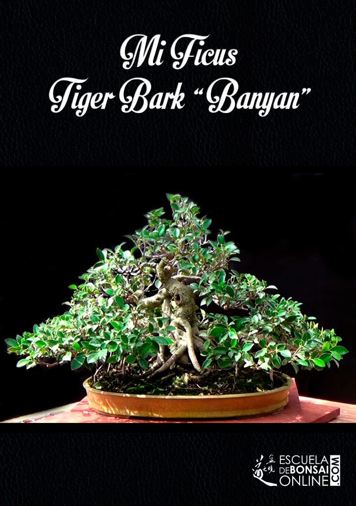 banyan escuelas de bonsai online, david Cortizas