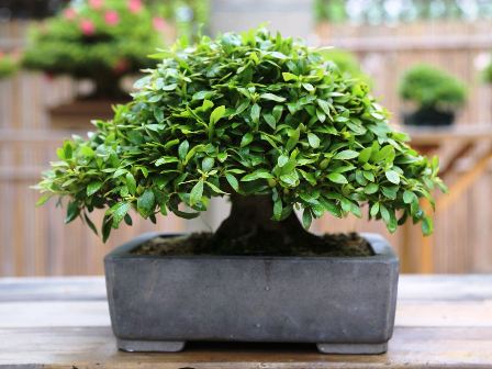 Escuela de Bonsai Online 】 ▷ Tu alambre para bonsai al mejor precio