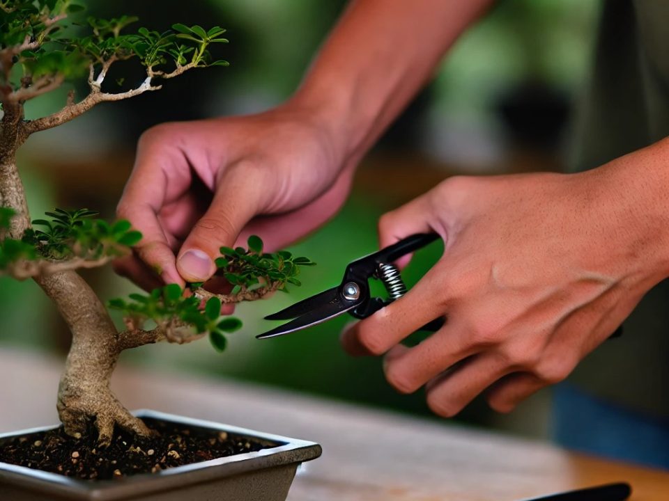 El delicado trabajo de podar un bonsái, donde la paciencia y el cuidado juegan un papel crucial en el refinamiento del árbol.